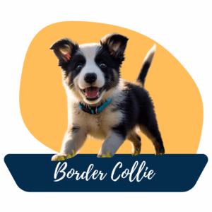 Cachorro Border Collie Ecuador Feliz y Saludable Criadero tu Cachorro Medellín