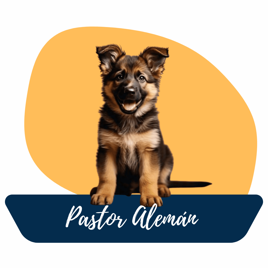 Pastor Alemán cachorro en Criadero Tu Cachorro Medellín