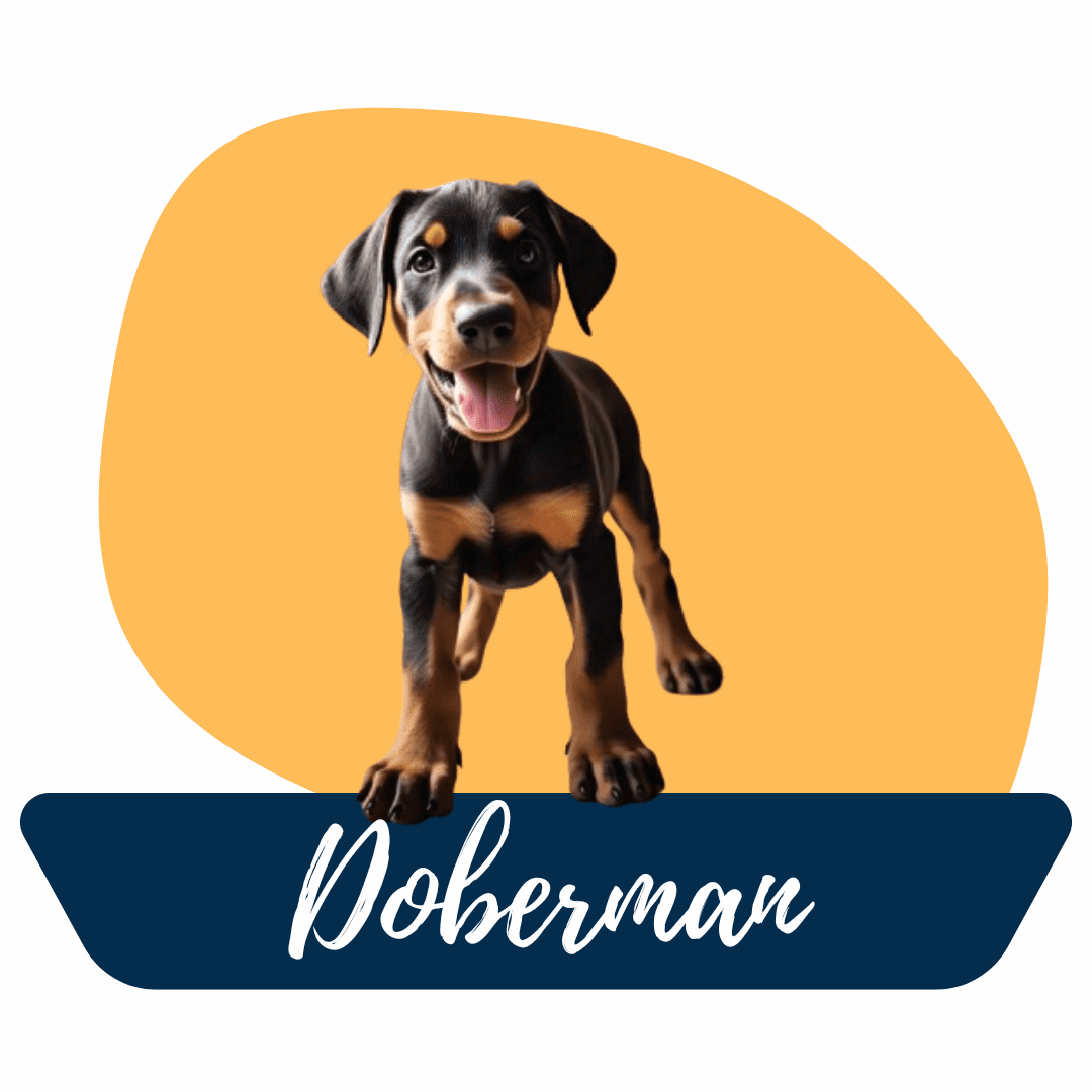 Doberman cachorro en Tu Cachorro Medellín