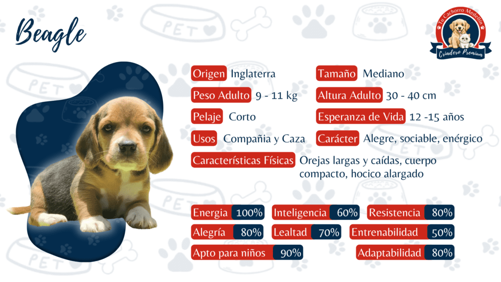 Ficha que describe las caracteristicas de los perros raza Beagle