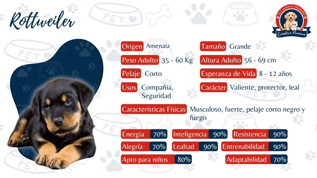 Ficha con Caracteristicas de Rottweiler de criadero tu cachorro medellin
