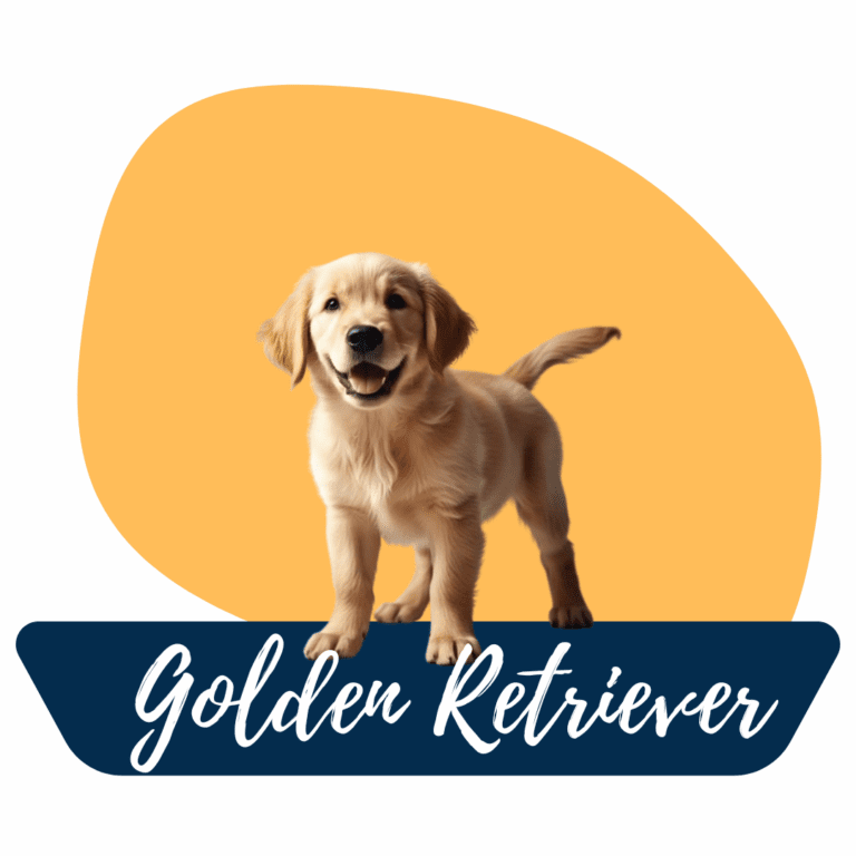 Cachorro golden retriever sobre un fondo amarillo con el nombre de la raza
