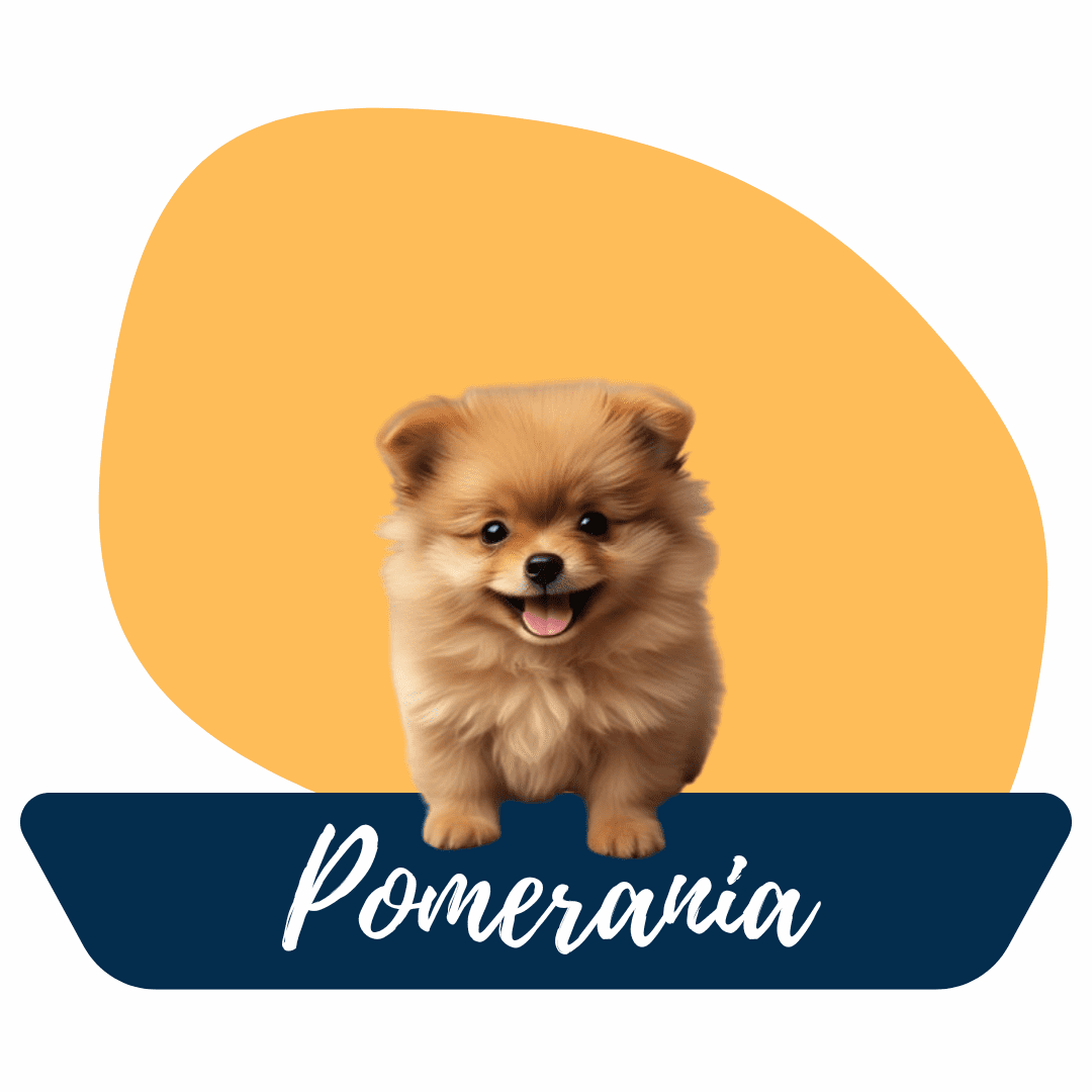 Pomerania cachorro en Criadero Tu Cachorro Medellín