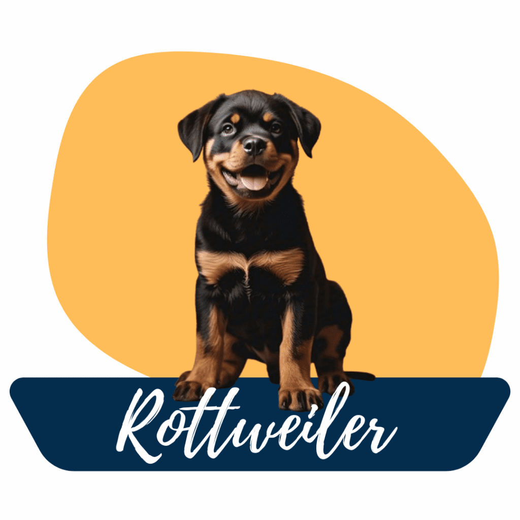 Rottweiler en Criadero Tu Cachorro Medellín Seguridad y valentía en un perro de raza Rottweiler cachorro en Criadero Tu Cachorro Medellín, perro de raza fuerte y protector con gran lealtad