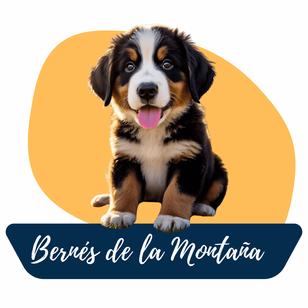 Cachorro Bernés de la Montaña sonrriente y feliz del criadero Tu Cachorro Medellin