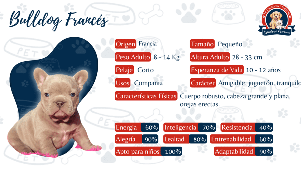 ficha tecnica raza de perro bulldog frances driadero tu cachorro medellin