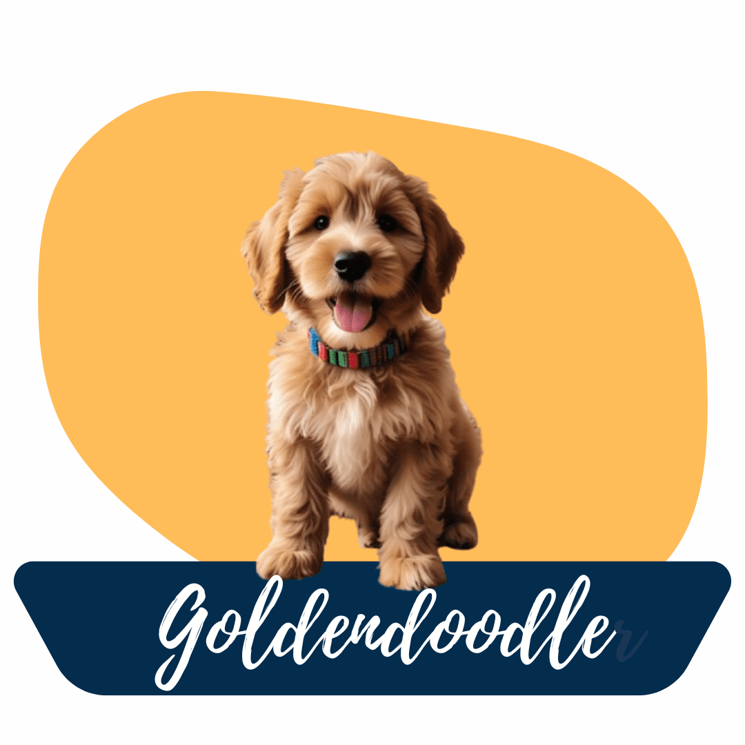 Goldendoodle cachorro en Criadero Tu Cachorro Medellín