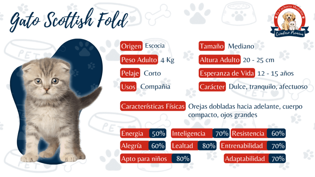 Gato Scottish Fold Ficha de Caracteristicas Gato Scottish Fold