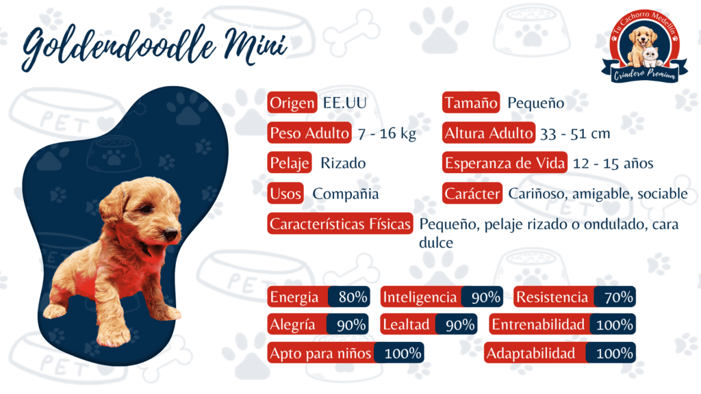 Ficha de caracteristicas del Goldendoodle Mini criadero tu cachorro medellin Descripción detallada del Goldendoodle Mini ofrecido por el criadero Tu Cachorro Medellín en Colombia