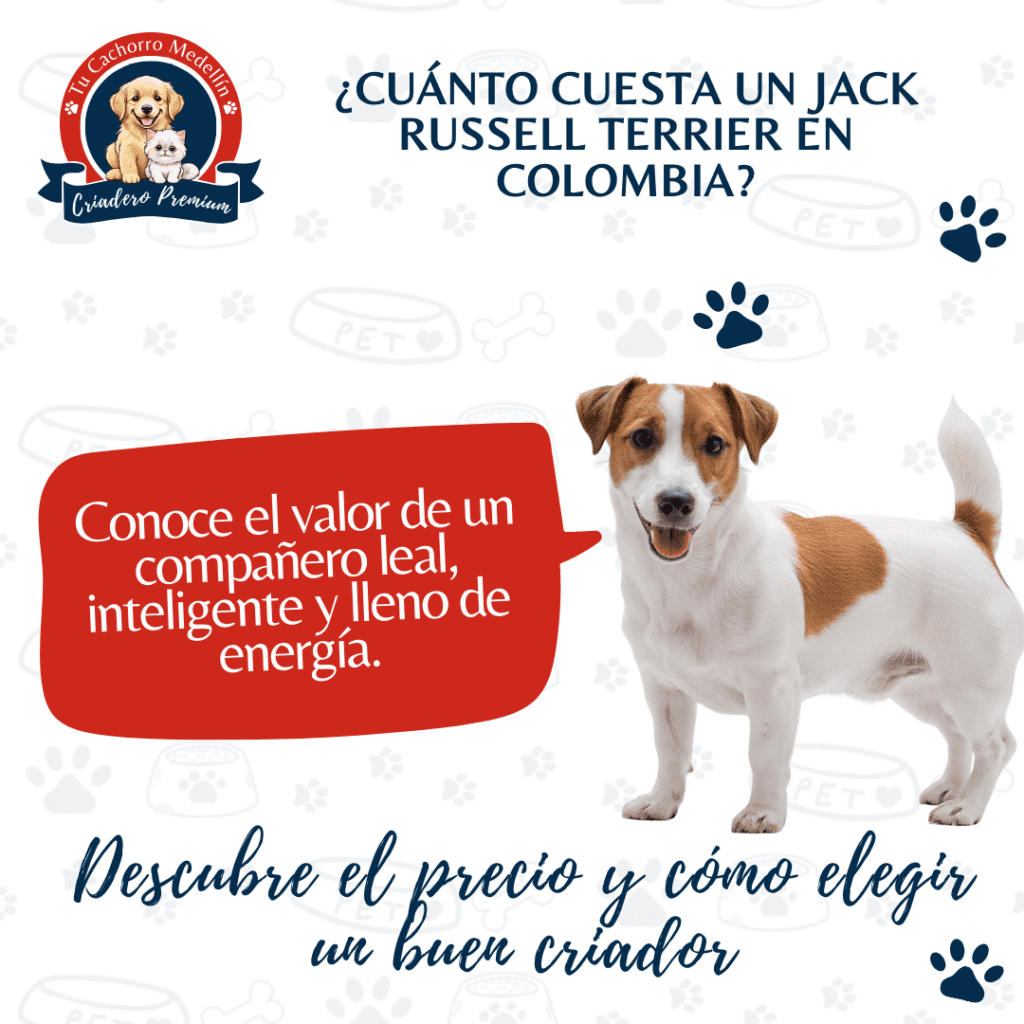 Jack Russell Terrier precio - información y consejos para comprar en Colombia criadero tu cachorro medellin