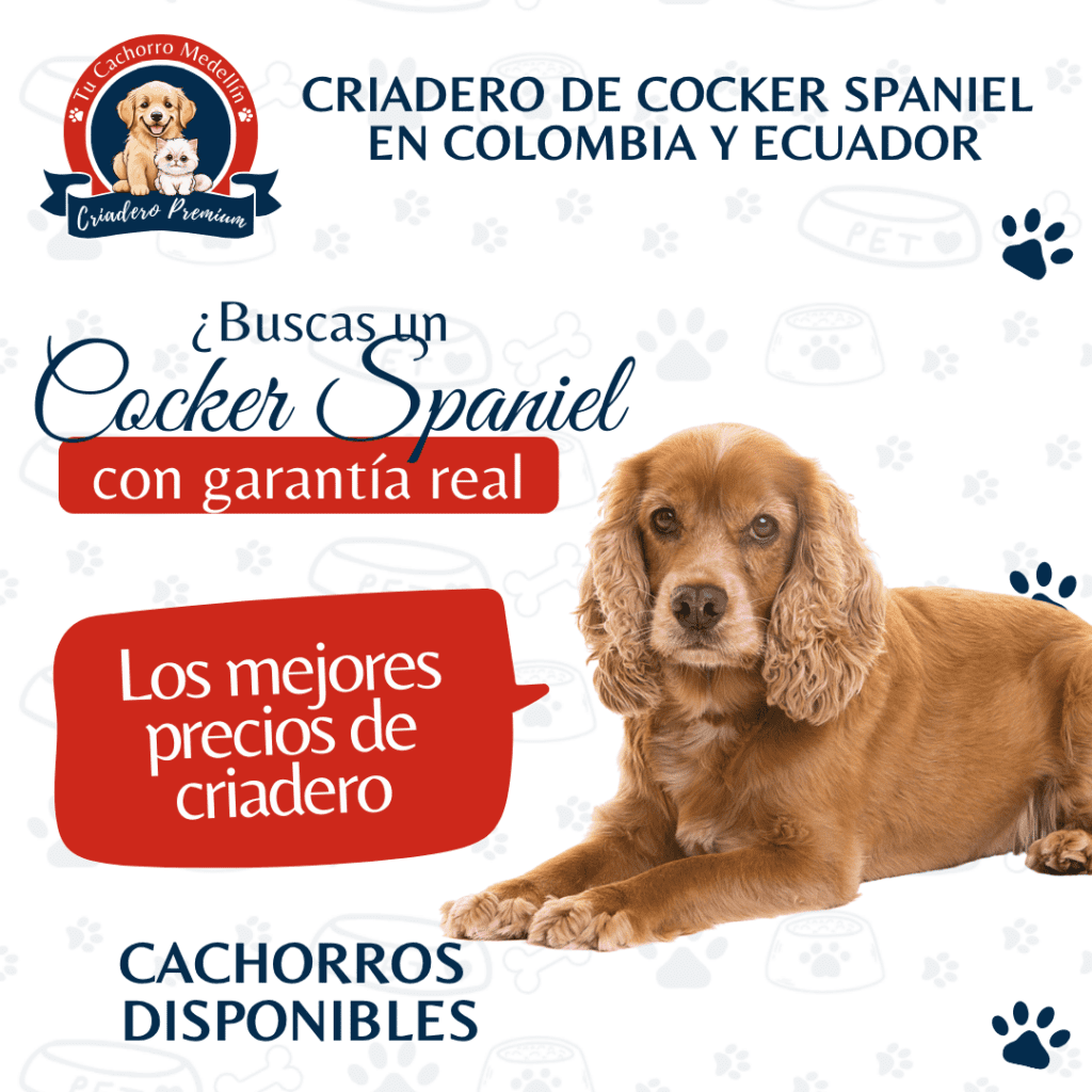 Perro Cocker Spaniel cachorro en venta - Criadero Tu Cachorro Medellín con precios en Colombia y Ecuador
