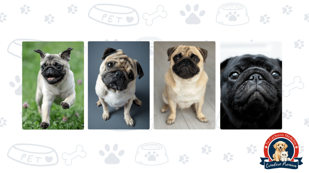 pug del ciadero de tu cachorro medellin Perros pug tiernos con expresión tierna del criadero tu cachorro medellin