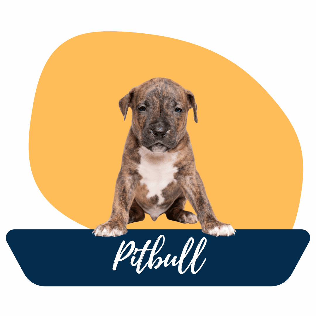 Pitbull cachorro en Tu Cachorro Medellín