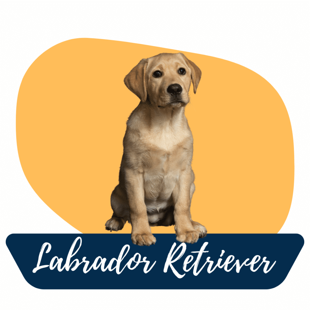 abrador cachorro sano y juguetón en Ecuador Labrador retriever cachorro Ecuador Criadero tu cachorro medellín