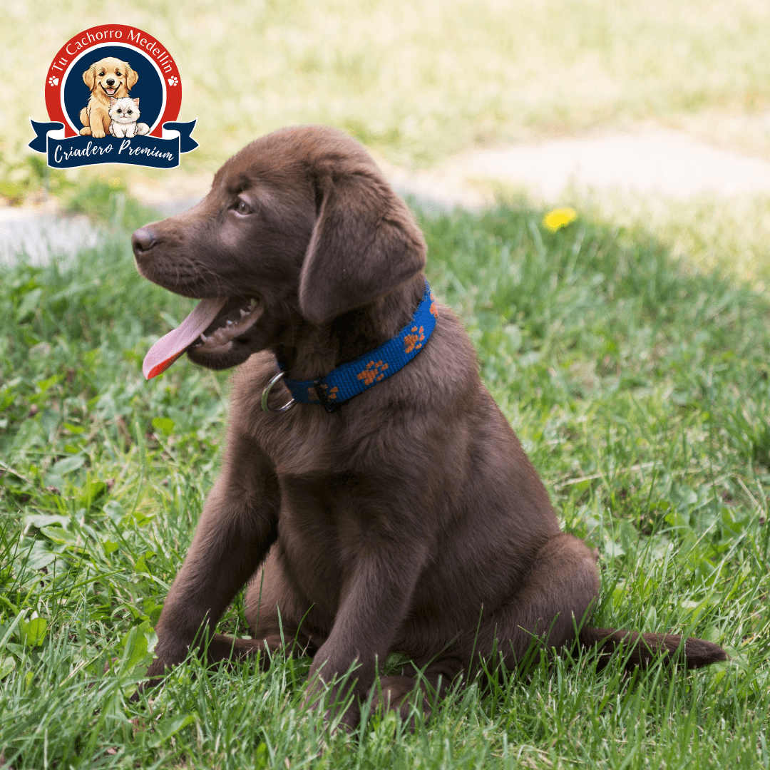 Labrador Retriever Dog -, image size:1080x1080