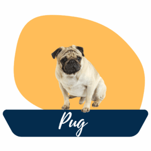 Cachorro pug sociable y tiern "Pug cachorro del criadero Tu Cachorro Medellín