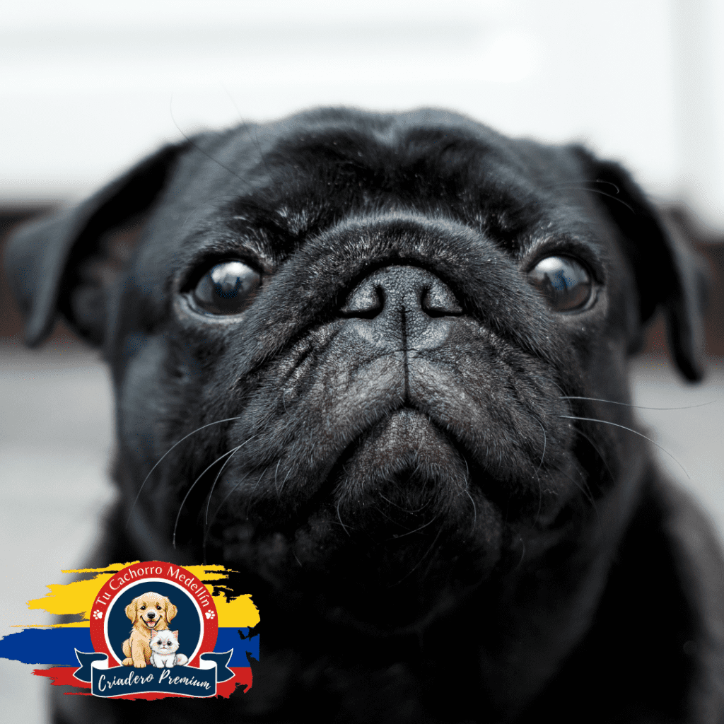 criadero de pug tu cachorro medellin