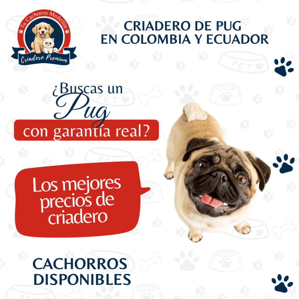 Criadero de Perros Pug en Colombia y ecuador Tu cachorro Medellin