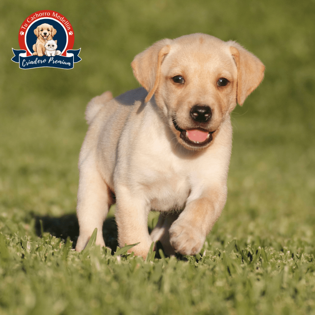 perros para comprar perros para comprar Criadero tu Cachorro Medellín