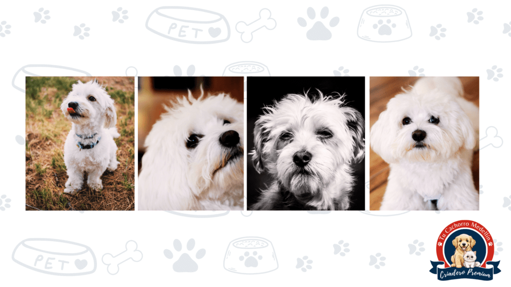 Bichón Maltés: carácter, cuidados y cómo encontrar tu cachorro ideal en Colombia Bichón Maltés cachorro blanco y esponjoso del criadero Tu Cachorro Medellín