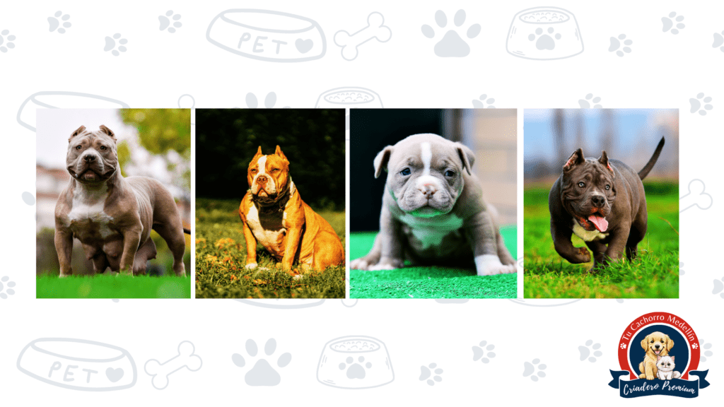 Tu American Bully merece crecer feliz: amor, espacio y juego en Tu Cachorro Medellín Cachorros American Bully precio socializando y jugando libremente en el pasto del criadero Tu Cachorro Medellín