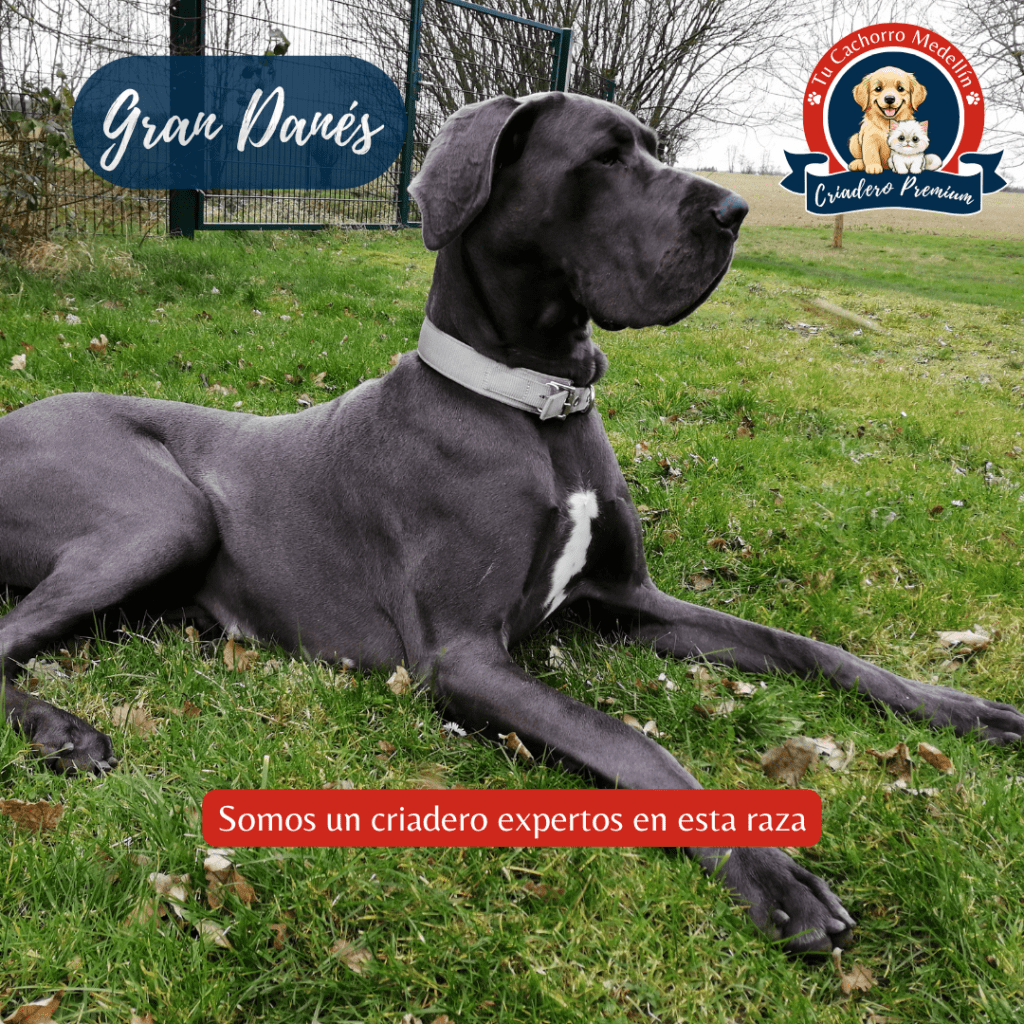 Gran danés precio Colombia criadero tu cachorro medellin hermoso perro gran danes en el pasto de criadero Tu cachorro medellín