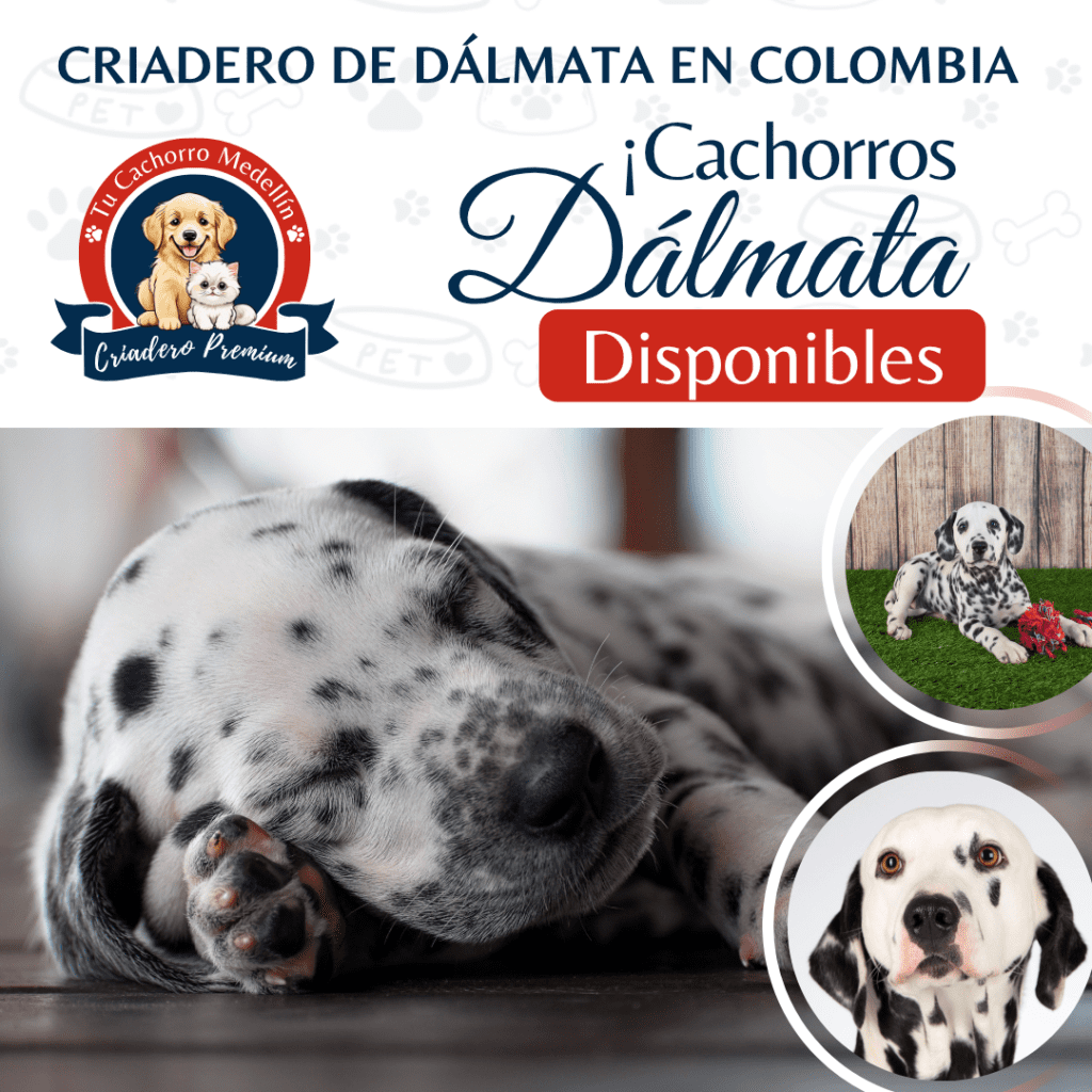 Criadero de Dalmatas Tu Cachorro Medellin envios a Bogota