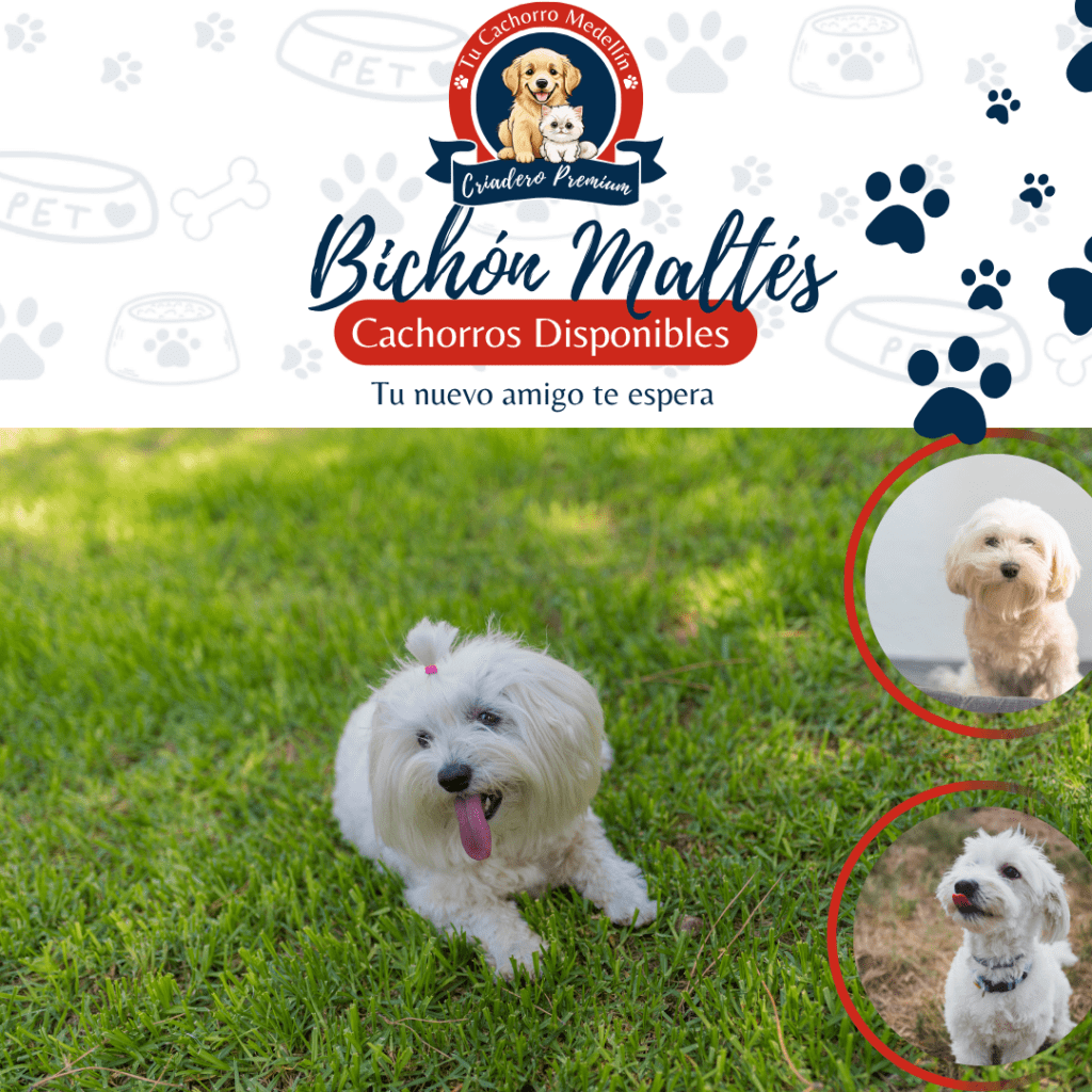 Bichón Maltés cachorrojugando Craidero Tu Cachorro Medellin