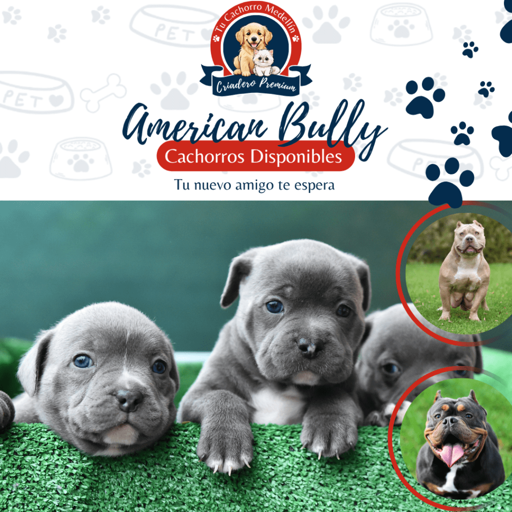 Cachorros American Bully creciendo alegremente en el jardín del criadero Tu Cachorro Medellín
