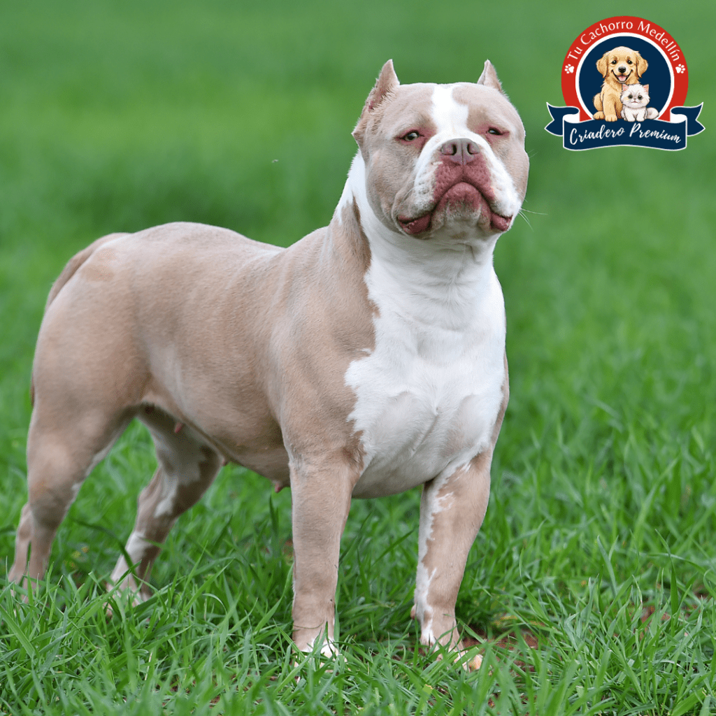 Diversión y energía: así crece tu American Bully en Tu Cachorro Medellín American Bully feliz jugando en el pasto del criadero Tu Cachorro Medellín