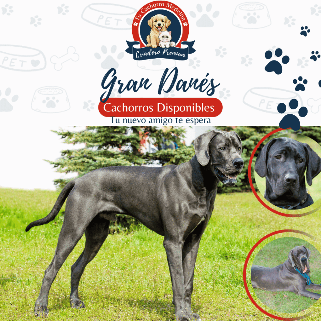 Cachorros Gran Danés precio de venta en Tu Cachorro Medellín