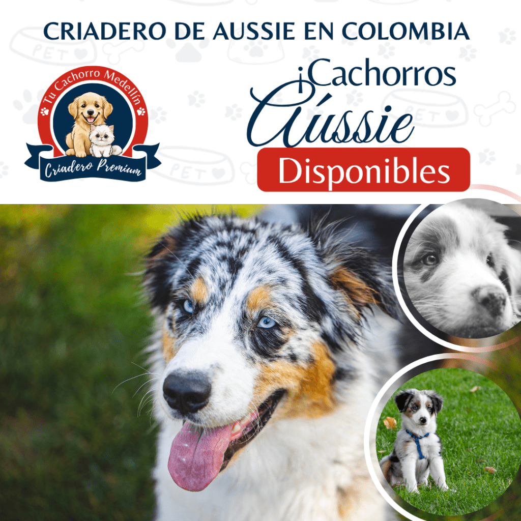 achorro pastor australiano abrazado por un niño en Tu Cachorro Medellín