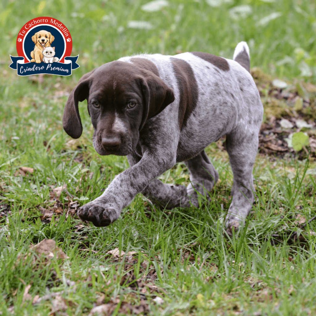 Cachorro Braco Alemán en Tu Cachorro Medellín – Inteligente y versátil Cachorro Braco Alemán en Tu Cachorro Medellín – Inteligente y versátil