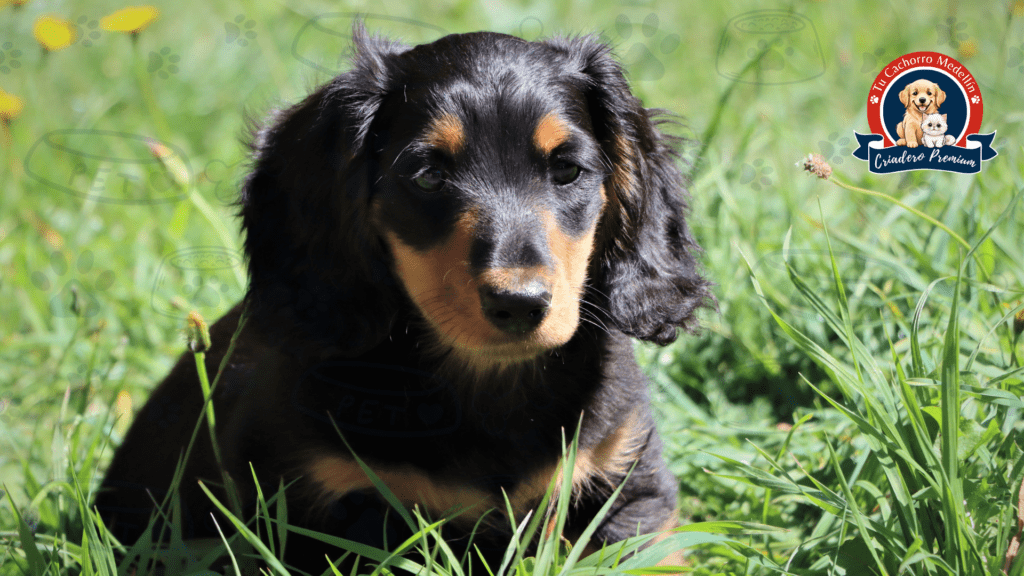 Ficha Perros TCM (48)