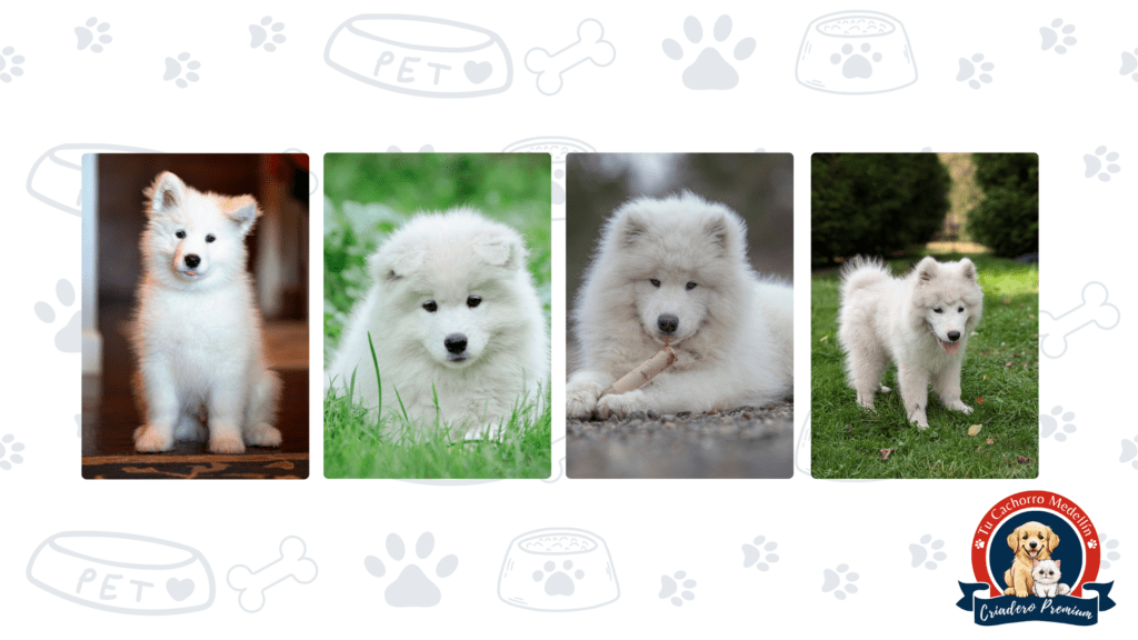 Samoyedo adulto con pelaje espectacular – Tu Cachorro Medellín Samoyedo adulto del criadero Tu Cachorro Medellín con su hermoso pelaje blanco