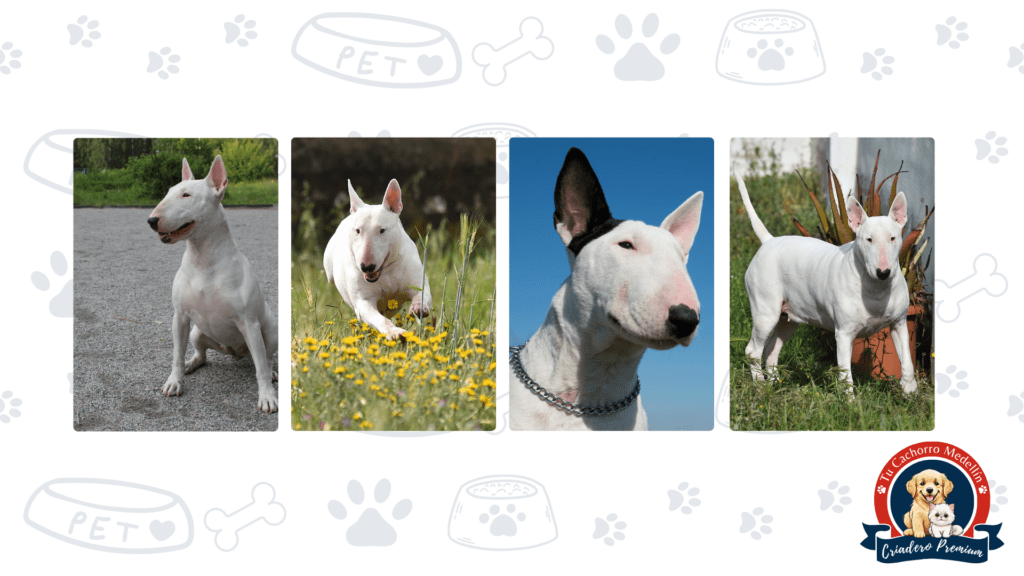 Un Bull Terrier cachorro encuentra su familia ideal en Medellín Bull Terrier bebé con manchas negras siendo acariciado por su familia adoptiva