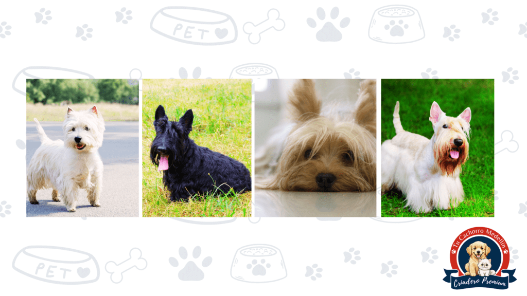 Scottish Terrier adulto en Tu Cachorro Medellín – Digno, leal y valiente Terrier Escocés adulto criado en Tu Cachorro Medellín con estándar de raza