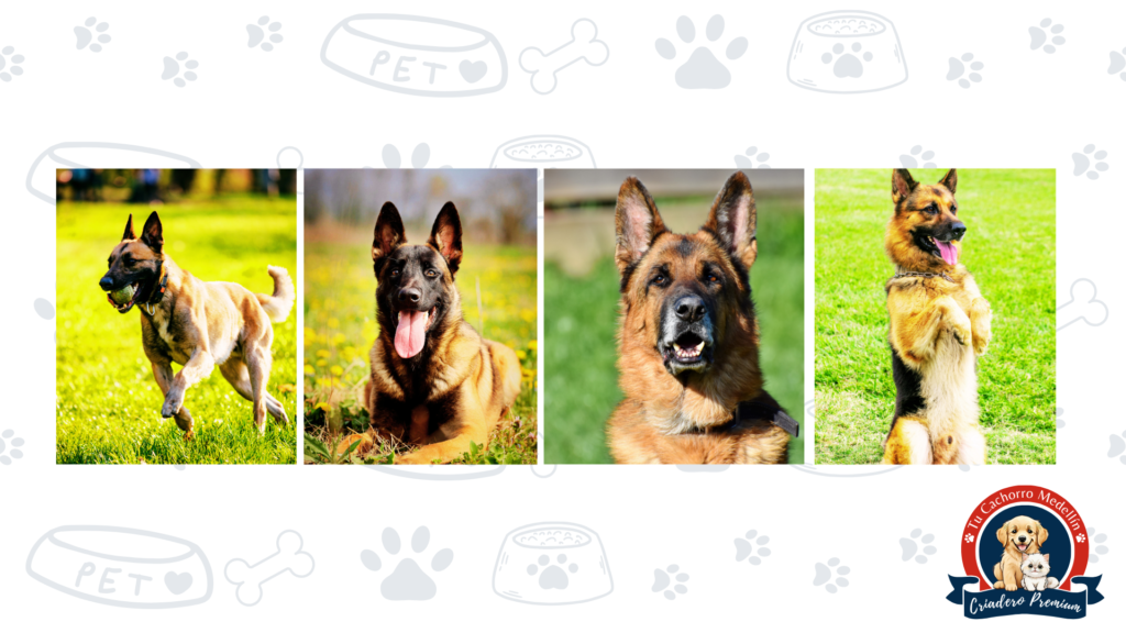 Pastor Belga Malinois cachorro – Tu Cachorro Medellín Cachorro de Pastor Belga Malinois en venta en Tu Cachorro Medellín