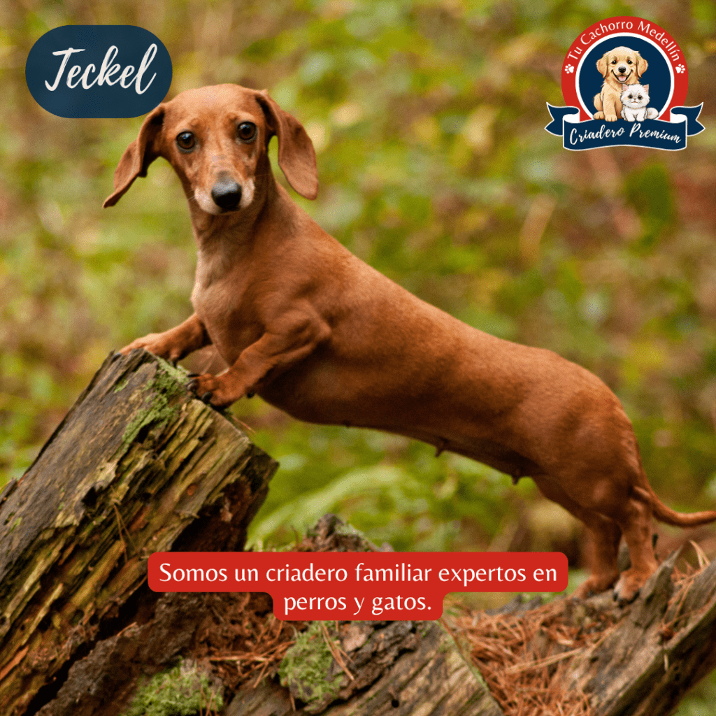 hermosos perros Salchicha aqui en Tu Cachorro Medellín
