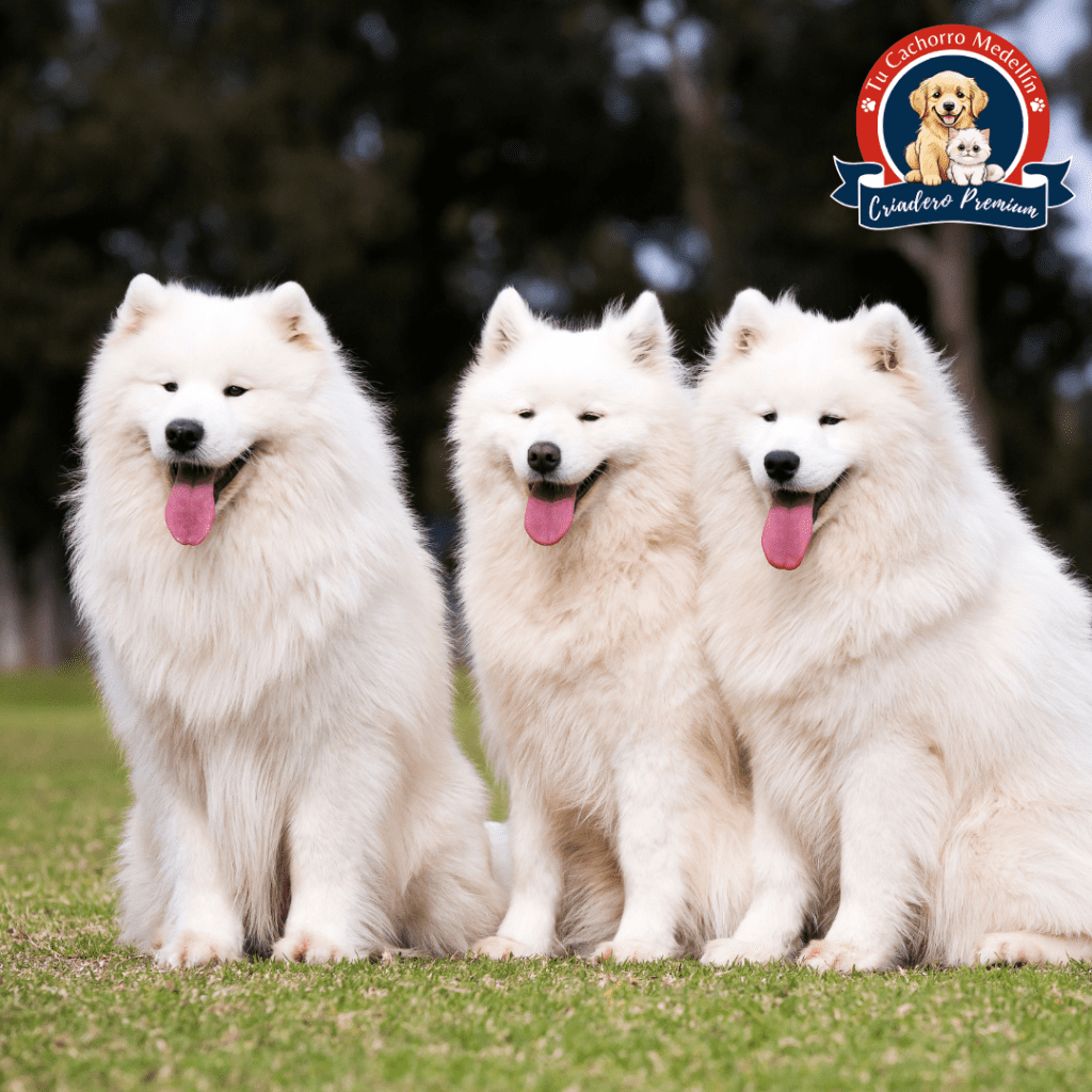 Samoyedo de Tu Cachorro Medellín como mascota ideal para familias