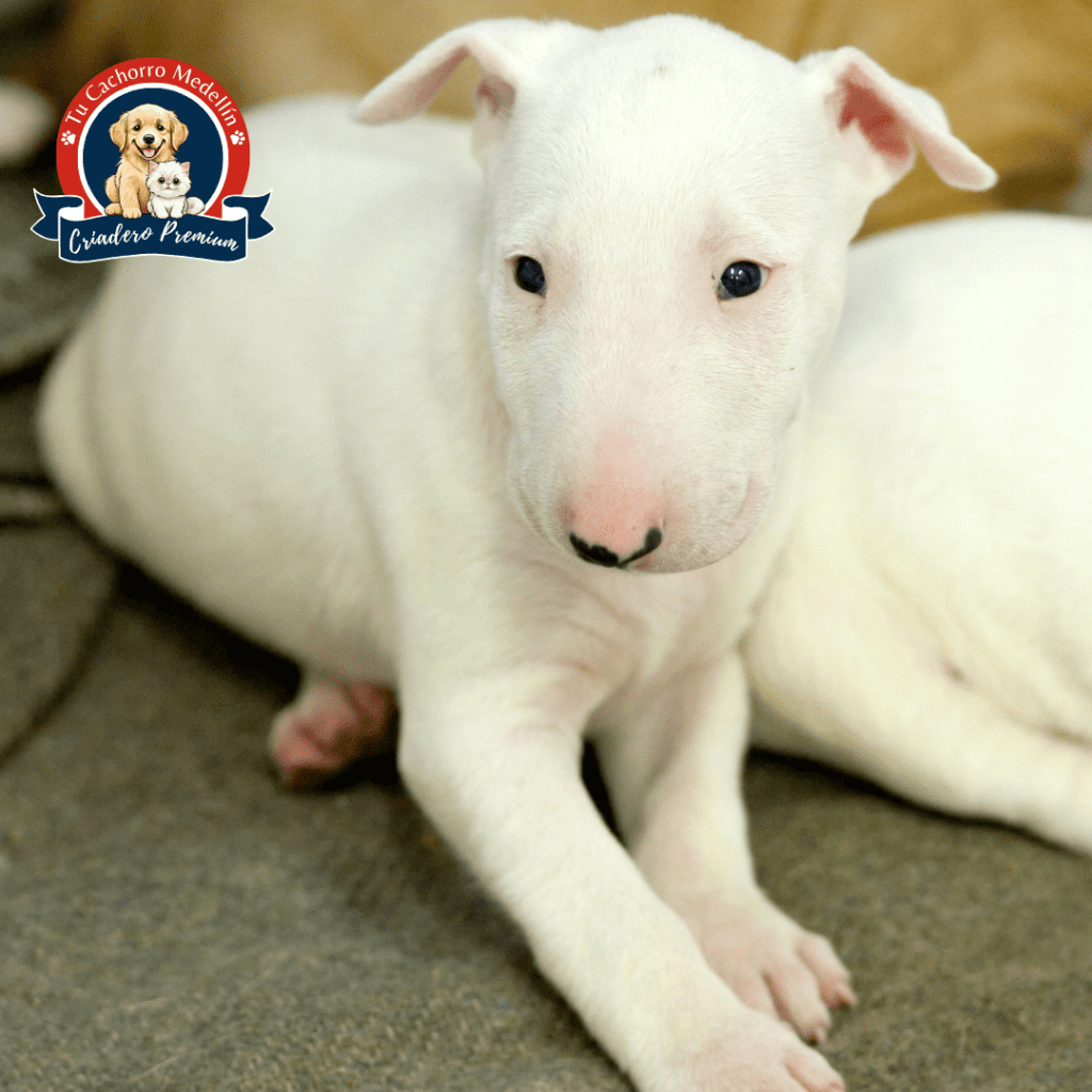 Bull Terrier bebé feliz en su nuevo hogar en Medellín Bull Terrier cachorro blanco jugando en el jardín del criadero Tu Cachorro Medellín