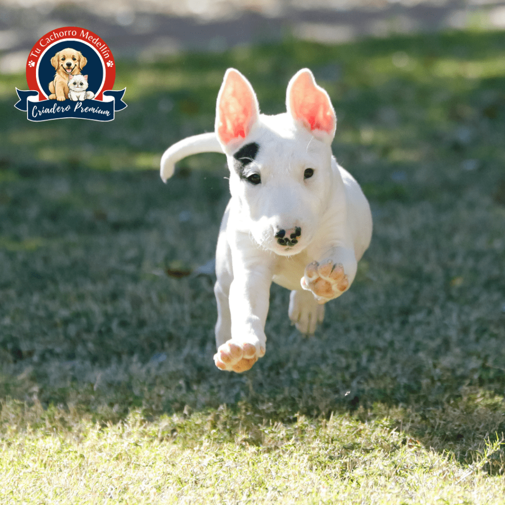 Bull Terrier cachorro corriendo sobre césped en Tu Cachorro Medellín