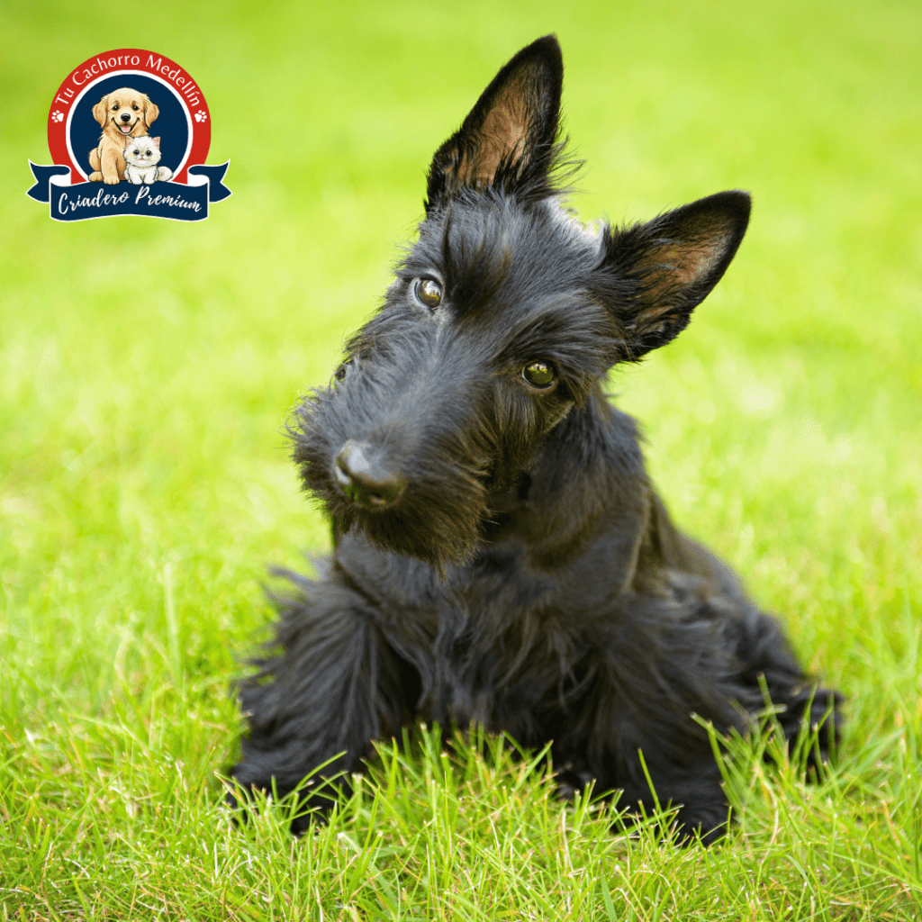  Cachorro Terrier Escocés negro en el criadero Tu Cachorro Medellín