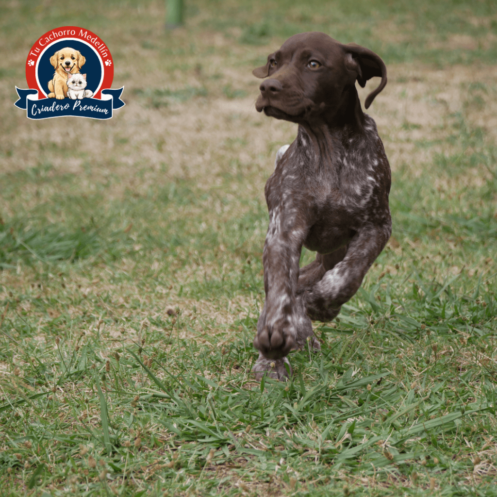 Braco Alemán adulto entrenado en el criadero Tu Cachorro Medellín disfrutando al aire libre