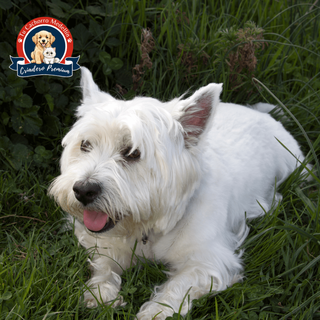 Terrier Escocés activo y feliz en Tu Cachorro Medellín – Personalidad única Scottish Terrier jugando sobre el césped en Tu Cachorro Medellín