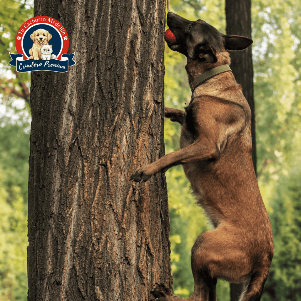 Pastor Belga Malinois con temperamento equilibrado – Tu Cachorro Medellín
