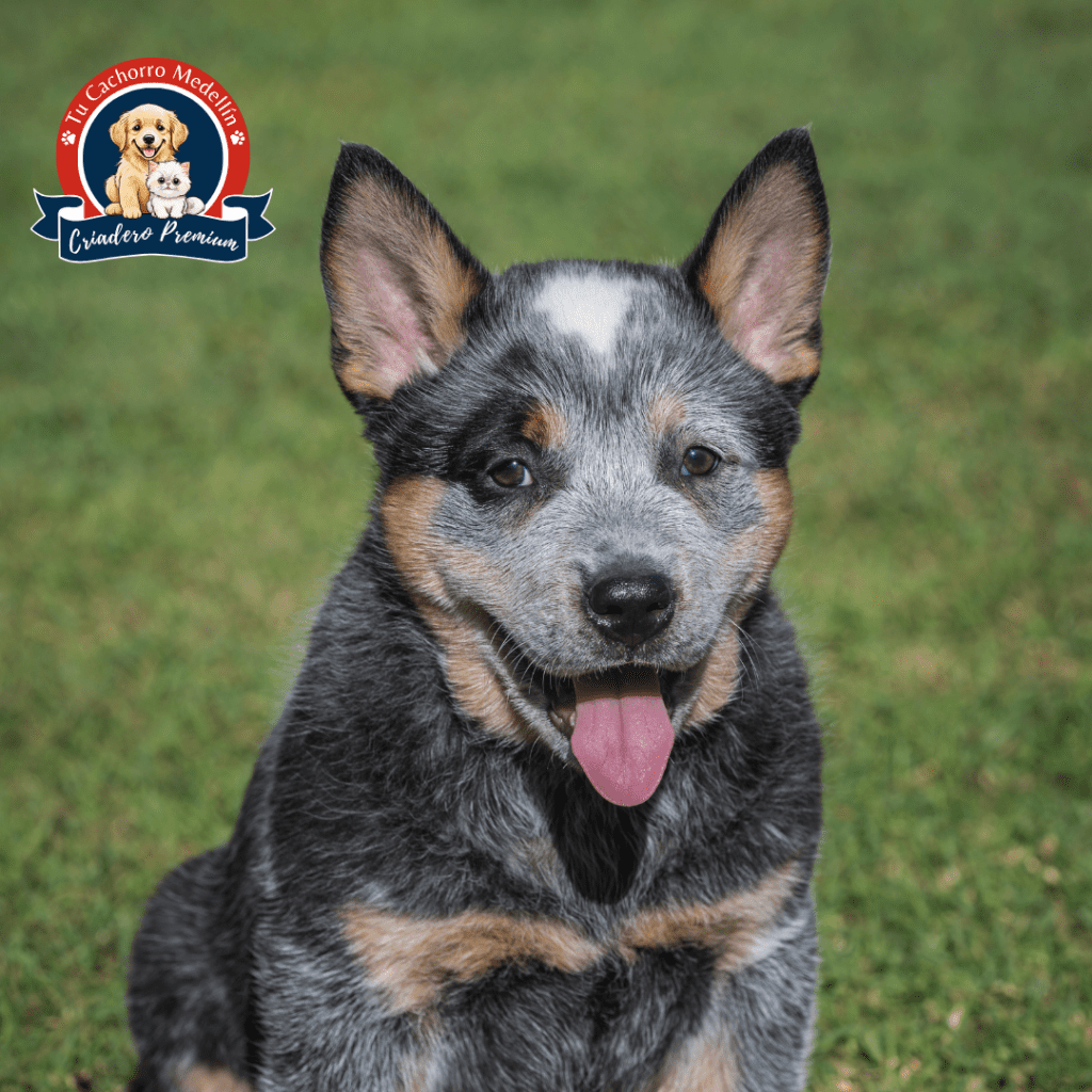 Pastor Ganadero Australiano rojo en venta en Tu Cachorro Medellín Pastor Ganadero Australiano rojo cachorro en criadero Tu Cachorro Medellí