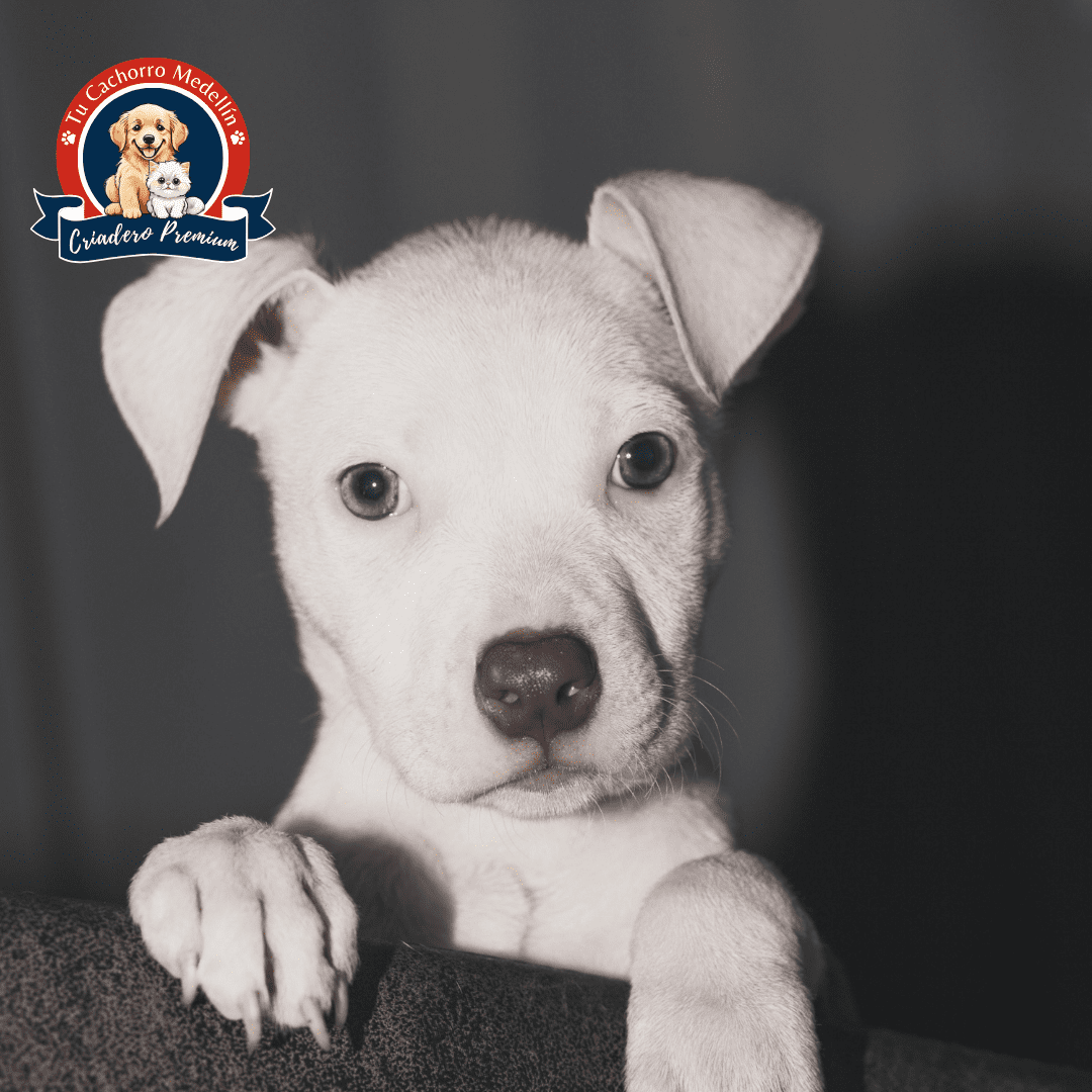 8 Razas de Perros Arrugados que Te Robarán el Corazón | MundoAnimalia, image size:1080x1080