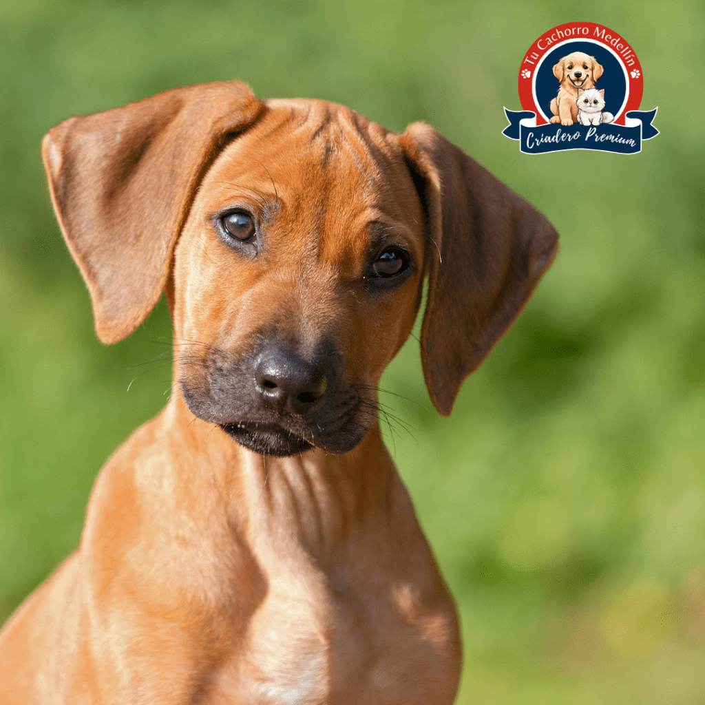 Rodesiano cachorro en Tu Cachorro Medellín con cresta dorsal rodesiano cachorro de Tu Cachorro Medellín con cresta dorsal característica