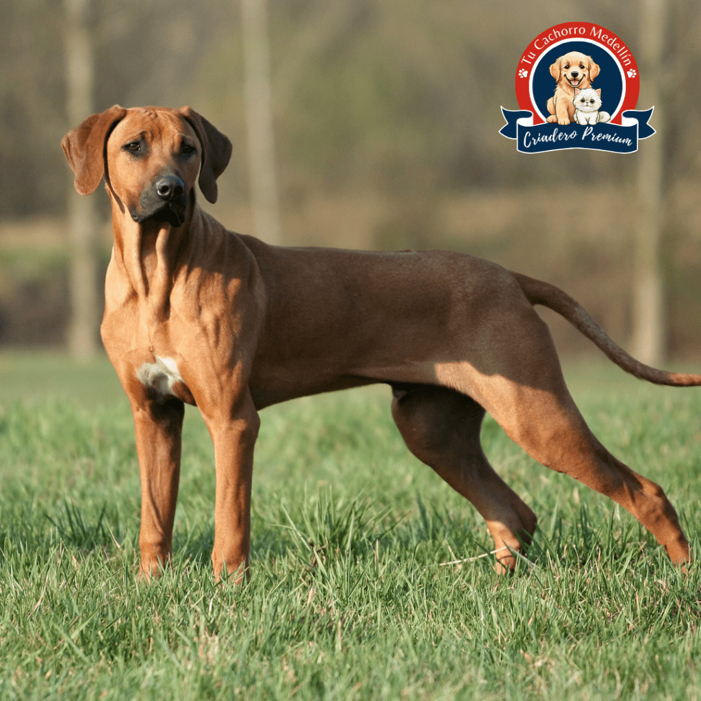 raza rodesiano en Colombia con cresta dorsal y precio competitivo en Tu Cachorro Medellín